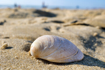 Coquillage sur le sable