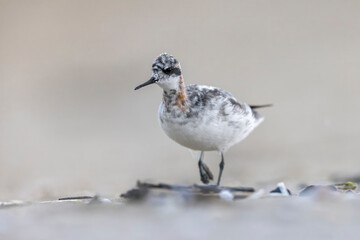 Waders or shorebirds, the red-necked phalarope (Phalaropus lobatus) on the beach in Italy. 