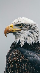 Obraz premium A close up of an eagle's face with a blue bubble in the eye. The eagle has a fierce look on its face