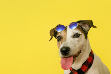 Dog. Jack Russell Terrier. Portrait of an adorable purebred dog. A pet.