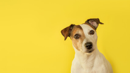Dog. Jack Russell Terrier. Portrait of an adorable purebred dog. A pet.