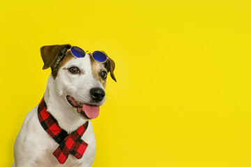 Dog. Jack Russell Terrier. Portrait of an adorable purebred dog. A pet.