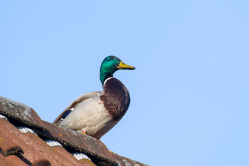 Stockenten Erpel auf einem Dach