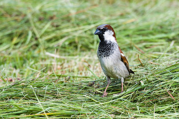 Haussperling Männchen bei der Futtersuche auf einer Wiese	