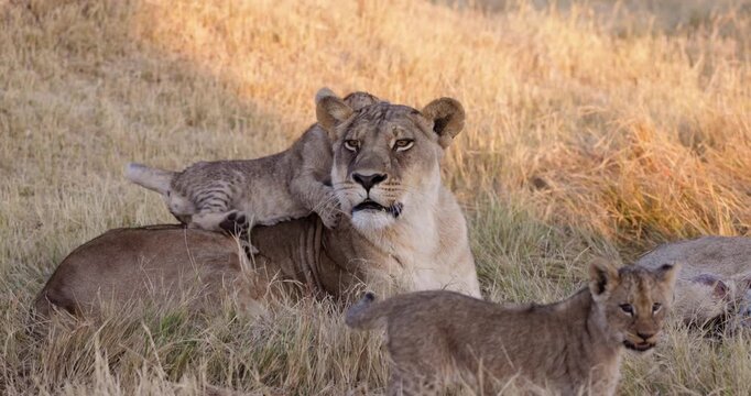 Slow motion close-up. Cute young cubs playing ontop of its mother