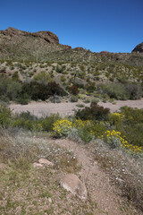 Path through Organ Pipe Cactus National Monument, Arizona