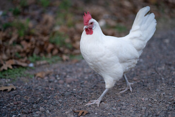 Leghorn Rooster