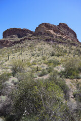 Desert landscape at Organ Pipe Cactus National Monument, Arizona