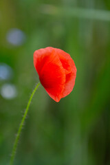 Obraz premium Poppy field as a symbol of Reconciliation Day