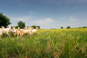 A herd of goats grazing in a lush, green meadow filled with wildflowers under a clear blue sky.

