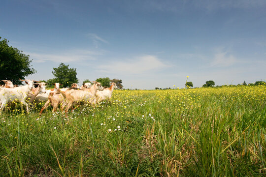 A herd of goats grazing in a lush, green meadow filled with wildflowers under a clear blue sky.

