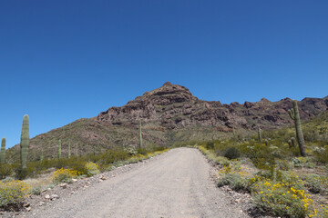 Road through Organ Pipe Cactus National Monument, Arizona