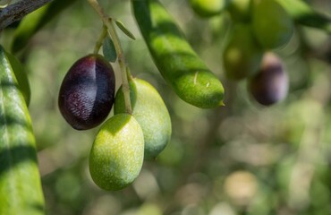 Close up of olives on branch