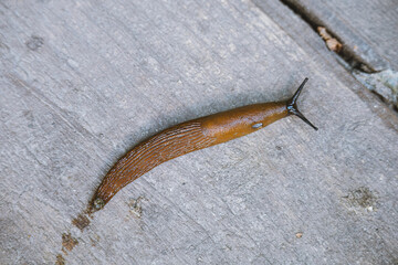 Common brown Spanish slug on wooden surface