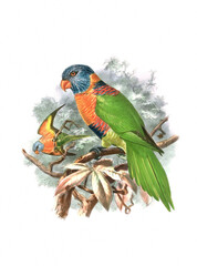 Parrot illustration. Vintage-inspired bird art. Digital watercolor painting on a white background.