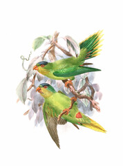 Parrot illustration. Vintage-inspired bird art. Digital watercolor painting on a white background.