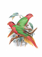 Parrot illustration. Vintage-inspired bird art. Digital watercolor painting on a white background.