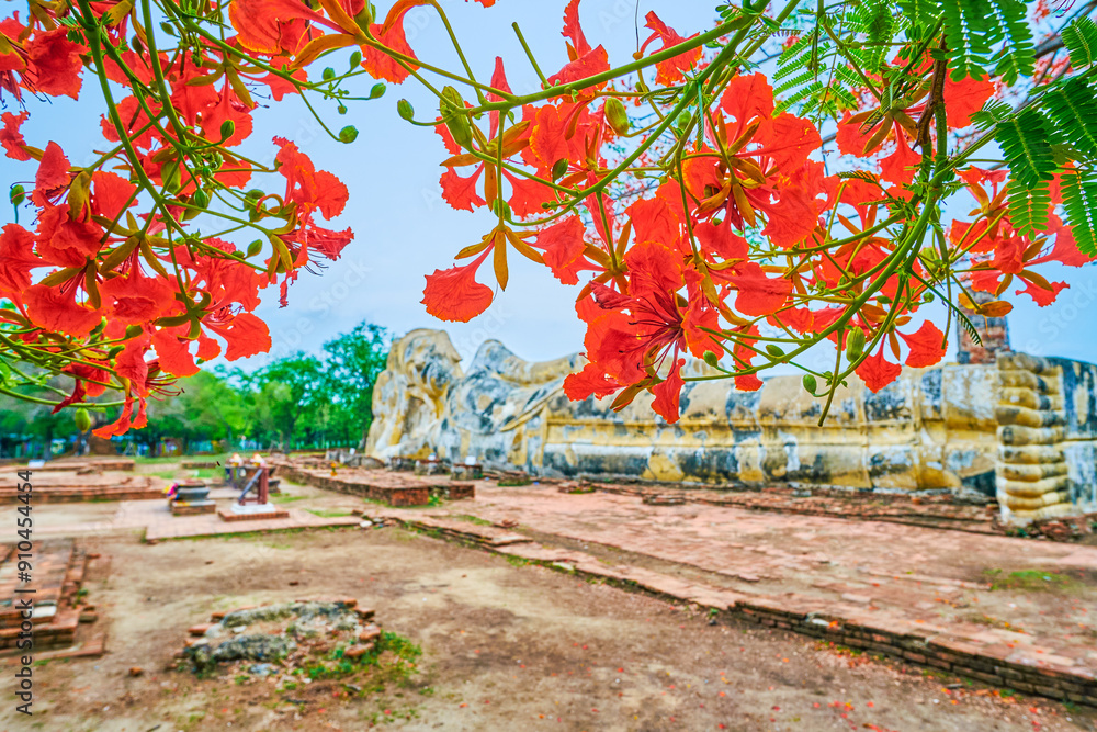 Sticker The statue of Reclining Buddha Wat Lokaya Sutha and the blooming flame tree, Ayutthaya, Thailand