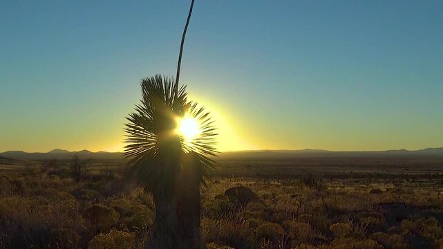 Yuca at sunset in the rock desert of Colorado, USA