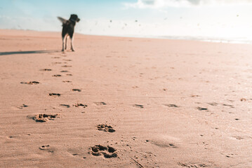 Pfoten im Sand