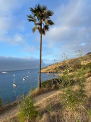 palm tree on the beach