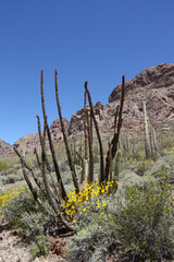 Organ Pipe Cactus in the desert
