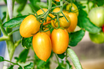 Yellow ripe tomatoes on a bush