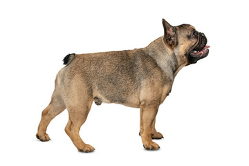 The dog stands in full height in profile isolated on a white background. Young French Bulldog....