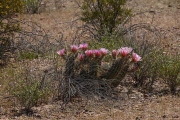 Hedgehog cactus with many pink flowers