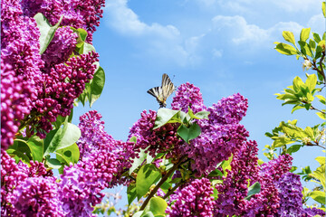 Beautiful butterfly on purple buddleia
