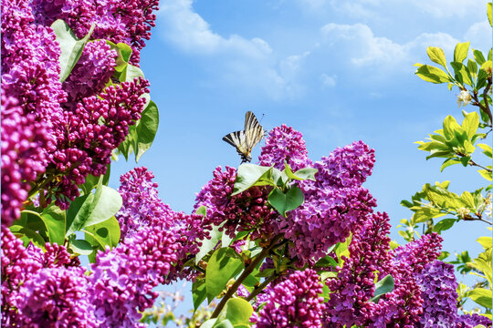 Beautiful butterfly on purple buddleia