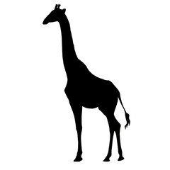 Giraffe Illustration | Giraffe Drawing | Giraffe Outline