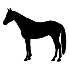 Horse Drawing | Horse Illustration | Horse Outline