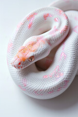 Fototapeta premium Animals Poster Close Up, Animals With Pink Shades Tiger, Snake, Chameleon Series