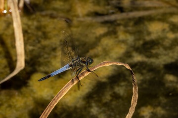 Orthetrum cancellatum (Großer Blaupfeil) landet auf einem trockenen Blatt