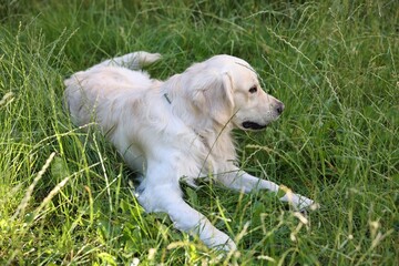 Cute Golden Retriever dog resting on green grass