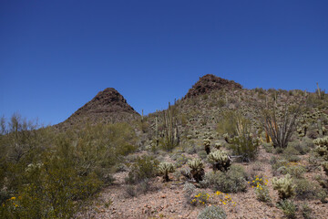 Desert landscape at Organ Pipe Cactus National Monument, Arizona