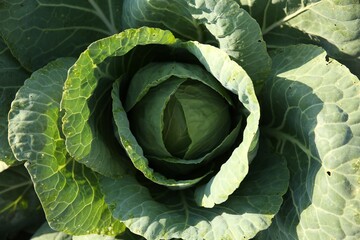 Obraz premium Green cabbage growing in field on sunny day, top view