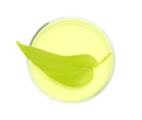 Petri dish with fresh leaf and gel isolated on white, top view