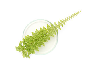Petri dish with fresh fern leaf isolated on white, top view