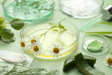 Petri dishes with leaves, chamomile flowers and cosmetic products on green background, closeup
