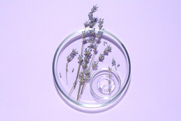 Petri dishes with lavender flowers and gel on violet background, top view