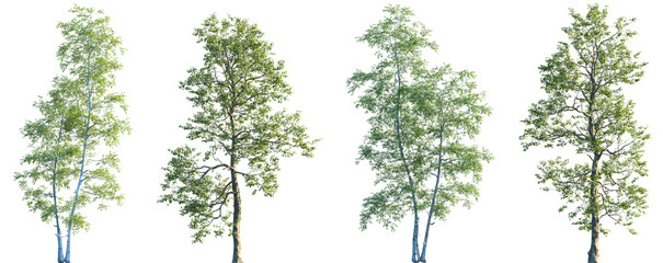 Set of 2 of Betula populifolia (sweet birch, also known as black birch) and 2 Populus cathayana isolated png in sunny daylight on a transparent background perfectly cutout