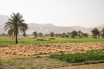 Beautiful view of village landscape in Luxor, Egypt