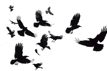 flock of flying crows , png file of isolated cutout object on transparent background.::