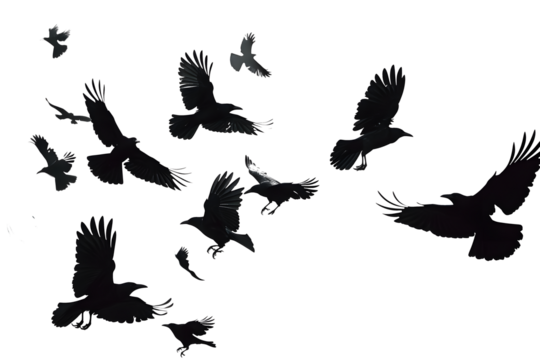 flock of flying crows , png file of isolated cutout object on transparent background.::