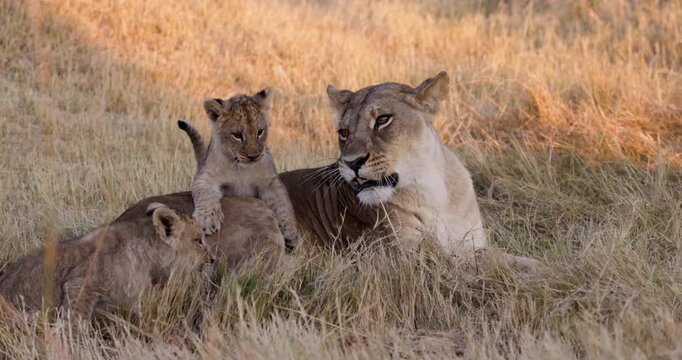 Slow motion close-up. Two cute young cubs playing with each other ontop of their mother