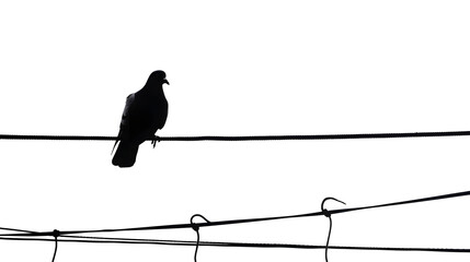 silhouette of pigeon on electric wire isolated on white background