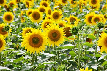 Nahaufnahme Sonnenblume