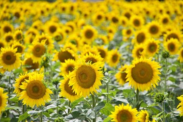 Nahaufnahme Sonnenblumenfeld